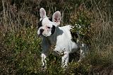 BOULEDOGUE FRANCAIS 838